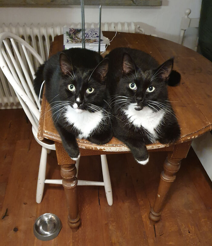 This Is Higgins And Benson, Two Brothers, Who Like To Hang Around When I Do The Dishes