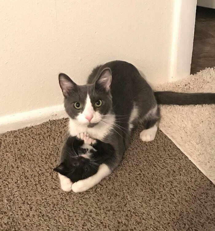 My Sister's Cat Was Lonely, So They Got Another Kitten. I Think They’re Getting Along Just Fine