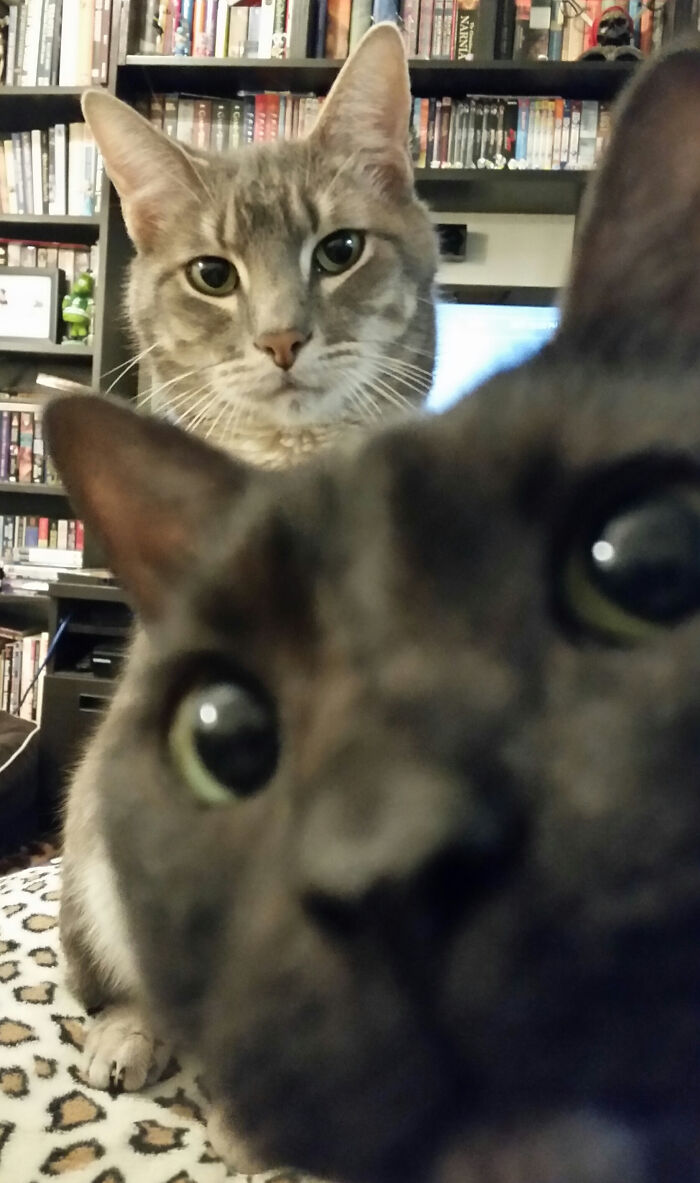 I Was Trying To Take A Nice Photo Of My Cat, But Then His Brother Suddenly Photobombed Him