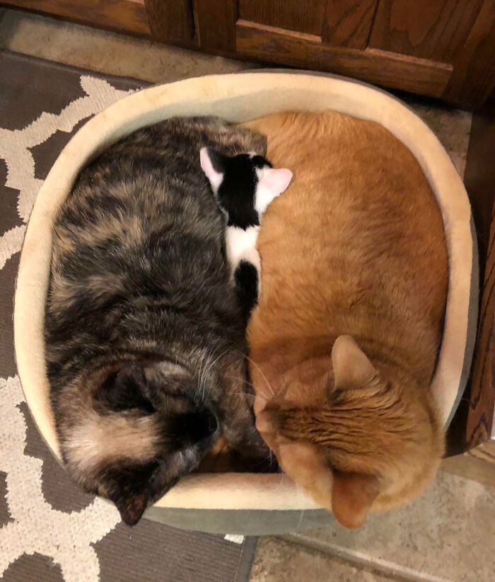 Our Kitten Found A Cozy Spot In-Between His New Brother And Sister