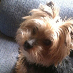 aitzibergarin avatar