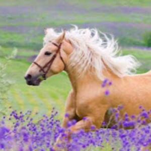 georgiamiller_1 avatar