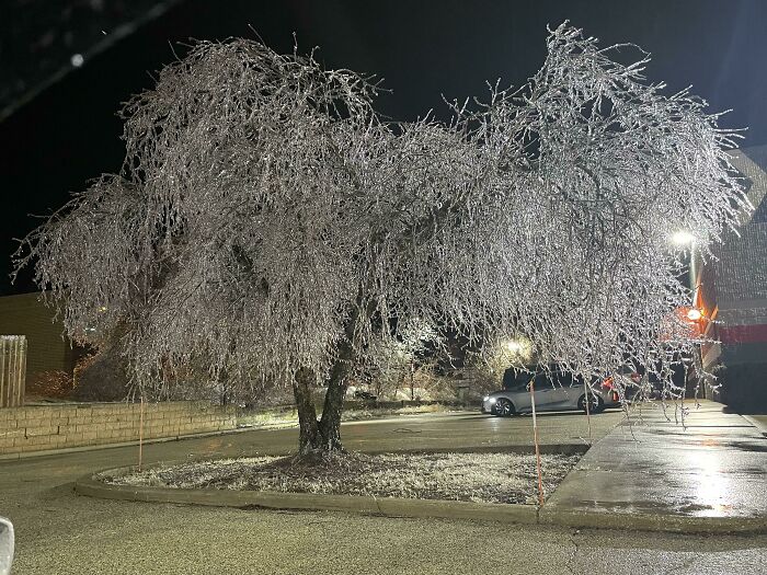 This Tree After An Ice Storm In Illinois
