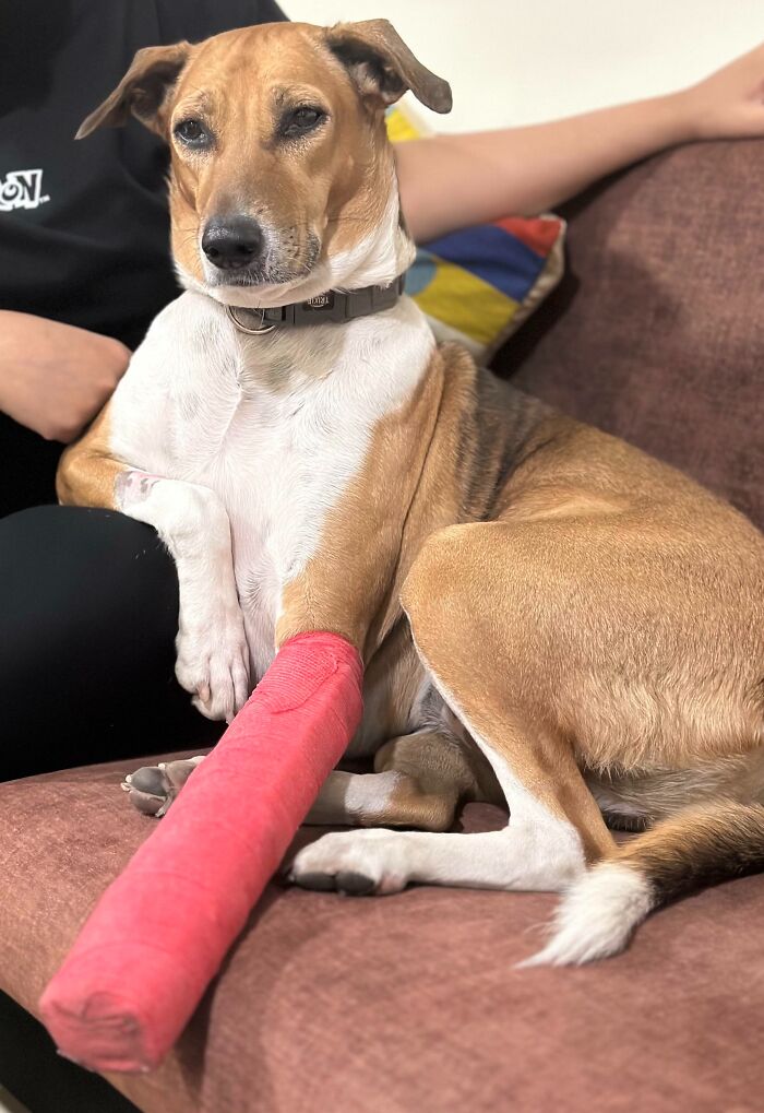 My Dog Got Out Of Her Harness And Then Got Hit By A Car While On Her Evening Walk