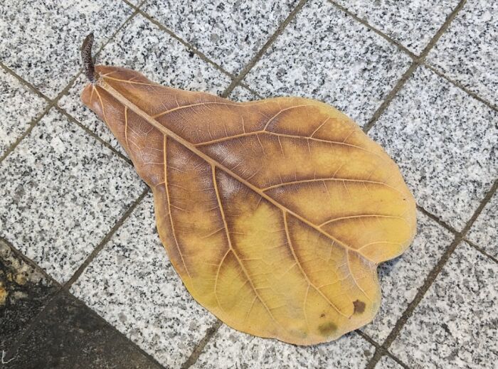 This Dry Leaf Looks Like A Pear