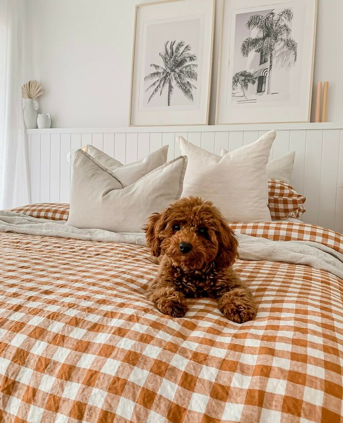 Brown gingham blanket with dog looking