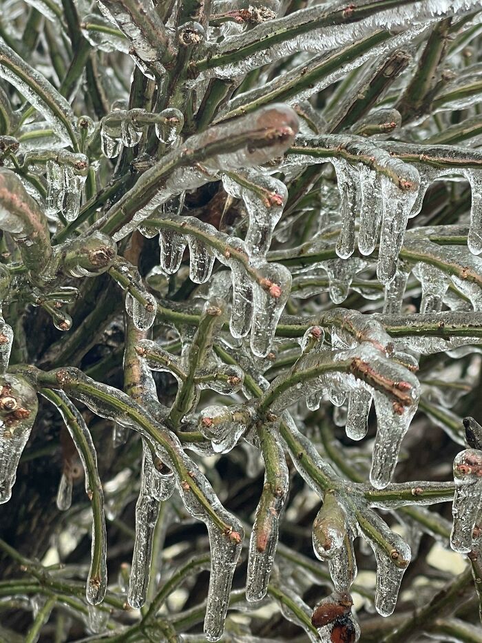 Up Close Of A Shrub After An Ice Storm 
