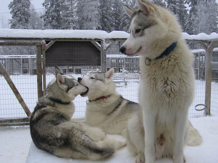 Derp Husky Brothers, Meet Lupo, Lucky And Luca