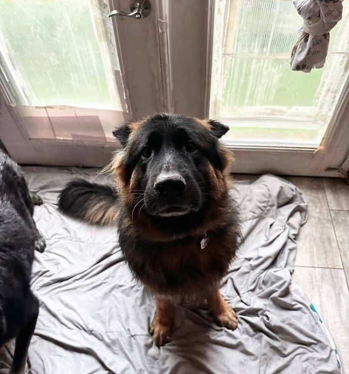 The Saddest Face Ever. Message From The Puppy Sitter Who Couldn’t Let Him Play Outside Because It’s Raining