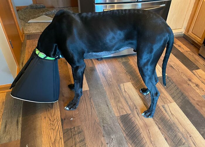 My Dane After Getting Fixed. He Stayed This Way For An Hour