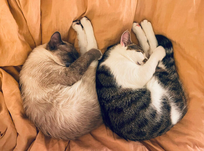 My Kitties (Brothers, 10 Months) Are So Connected, They Always Do The Same Things
