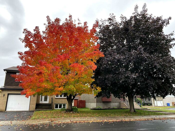 My Neighbor's Maple Trees - No Filter