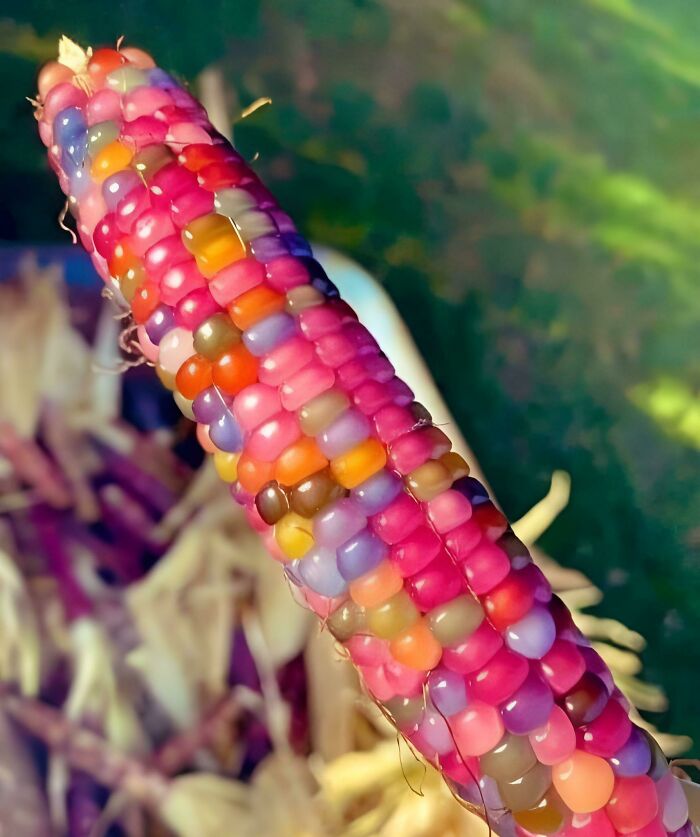 This Rare, Vibrant Heirloom Corn Is The Work Of A Dust Bowl Farmer With Cherokee Roots