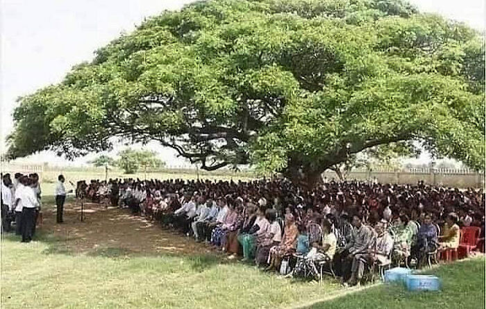 The Value Of A Single Tree