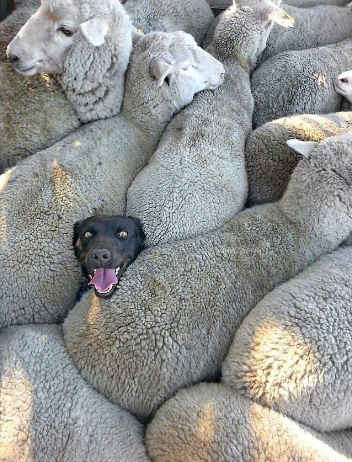 Izzy The Dog Stuck In A Flock Of Sheep
