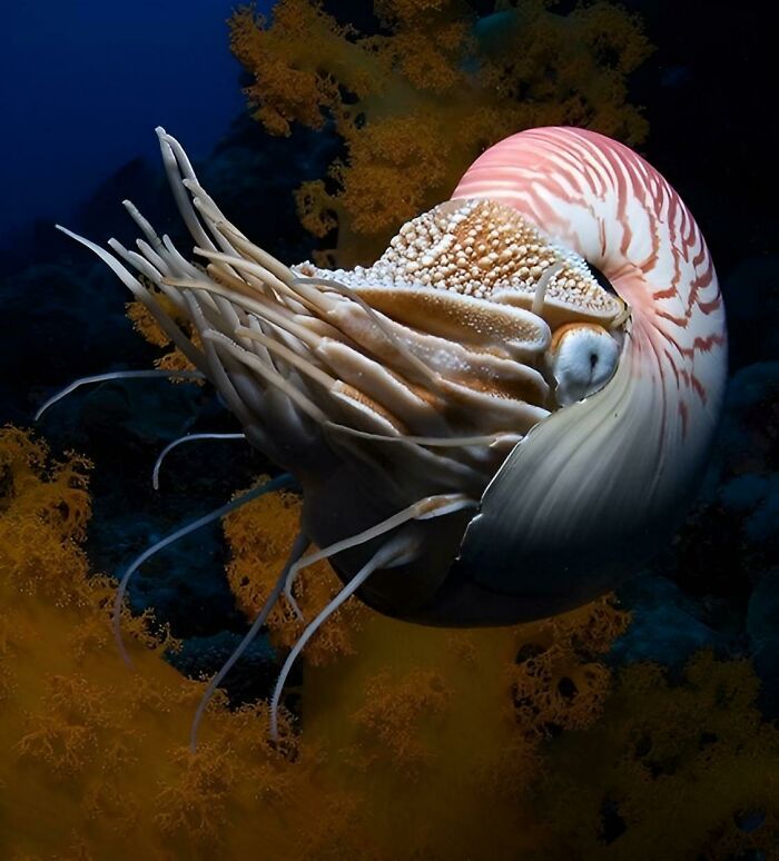 Nautilus, A Very Ancient Crustacean