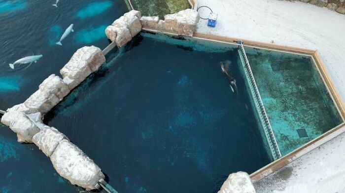 Kisko “Loneliest Whale” Who Passed Away This Morning, Spent 35 Years As Captive Here And Tried To Harm Itself Many Times