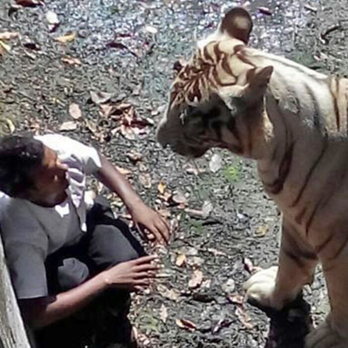 The Last Moments Of A Young Man Who Jumped Into A White Tiger Enclosure