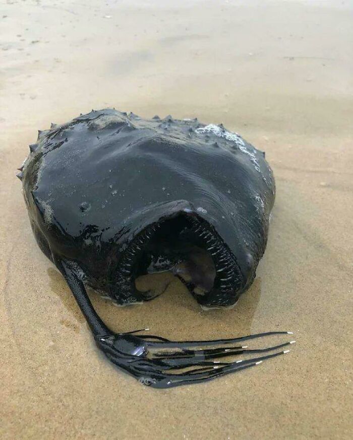 Rare Deep-Sea Anglerfish Washes Ashore On Beach