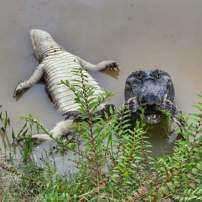 The Way This Crocodile Is Staring At The Camera