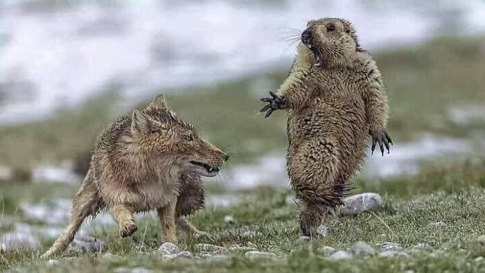 Precise Moment In Which A Groundhog Realizes That A Fox Is Going To Kill It. The Image, Taken On The Tibetan Plateau By Photographer Yongqing Bao, Was Awarded The Prestigious Wildlife Photographer Of The Year Award