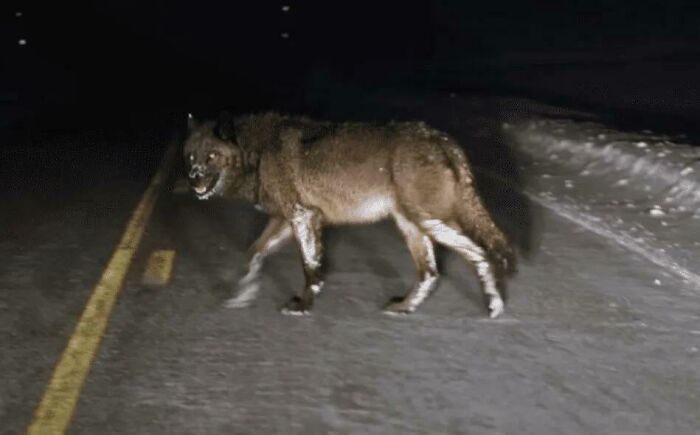A Still From A Video Of A Huge Wolf Wandering Around Yellowstone National Park, 2017