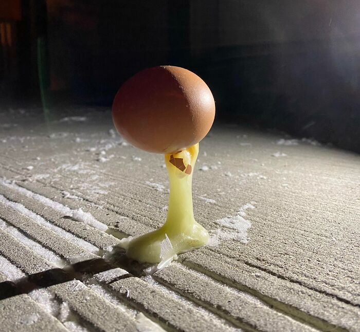 Sister's Boyfriend Cracked An Egg On Our Front Porch. -28°C