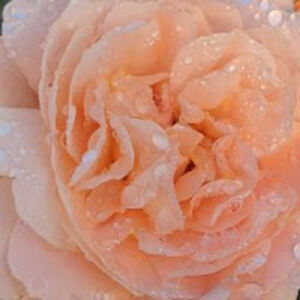 elizabethhill_2 avatar