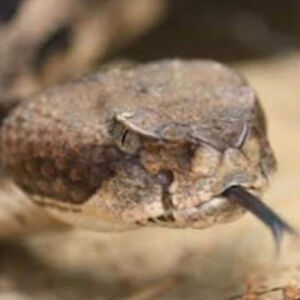 herpermikeherpermike avatar