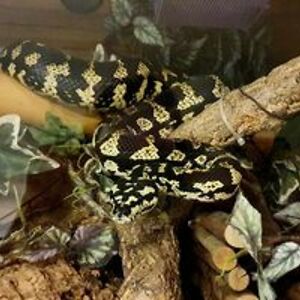 pooh_sticks81 avatar