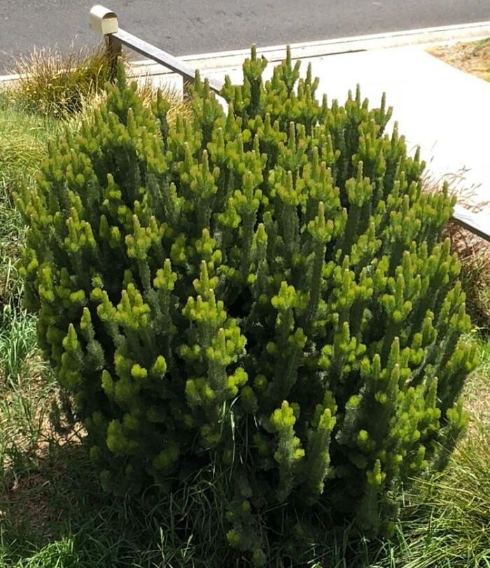 This Plant Looks Like It’s Flipping You Off A Bunch