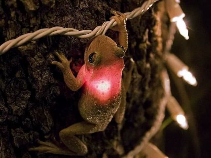 Frog Confuses Christmas Light With Firefly And Illuminates Himself From Inside