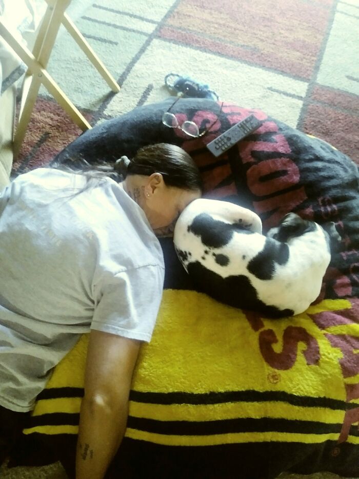 So My Mom Was So Tired She Fell Asleep On The Dog Bed While Petting The Dog. Our Dog Jak Decided That Mom's Face Was Perfect For His Butt To Lay On. His Farts Tend To Be The Worst While He Naps. My Poor Mother 😴🐶💨