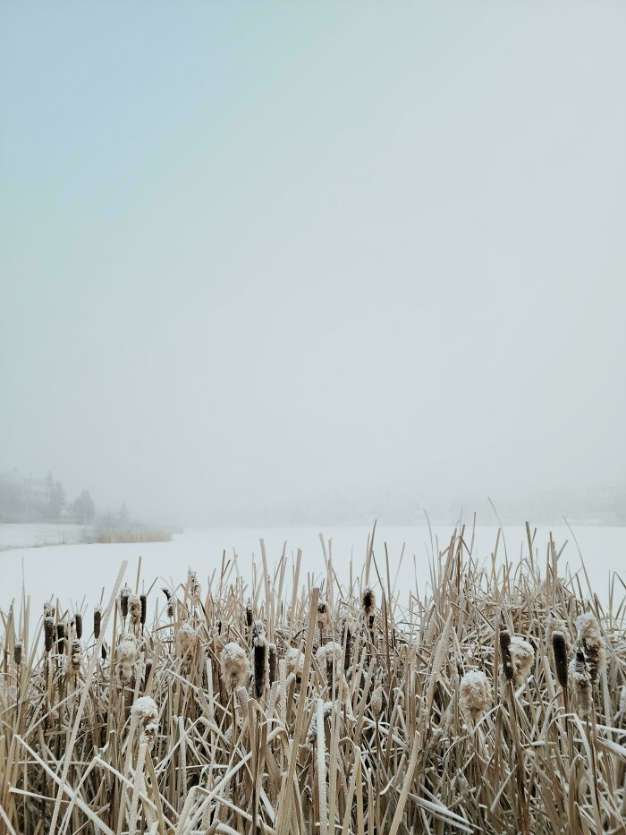 Winter In Edmonton, Canada 