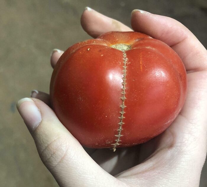 Found A Tomato That Looks Like It’s Been Stitched