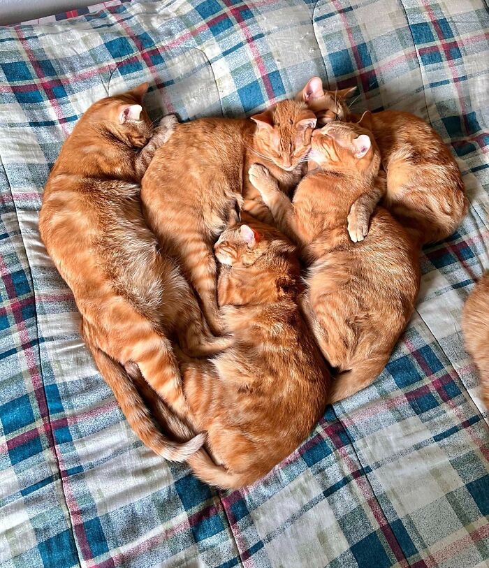 For Valentine’s Day, My Babies Snuggled Into The Shape Of A Heart (Kind Of). I Couldn’t Take The Adorableness