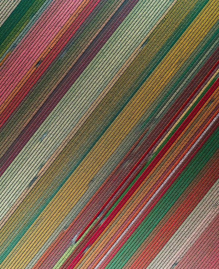 An Aerial View On Tulip Fields, Netherlands