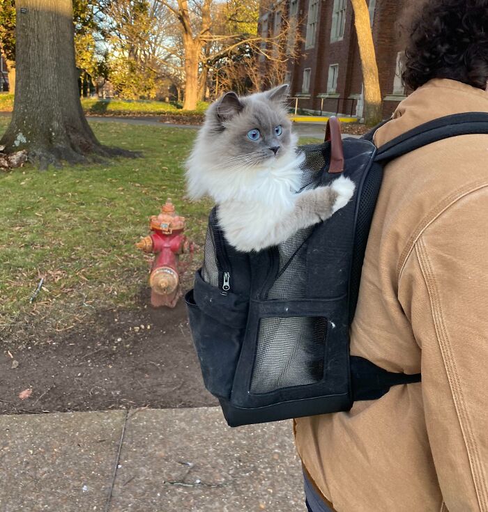 A man is carrying a ragdoll cat in a black backpack