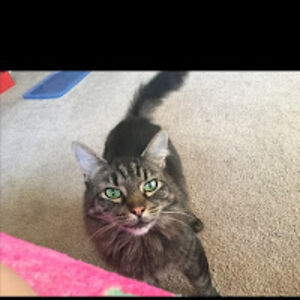 colleensimpson avatar