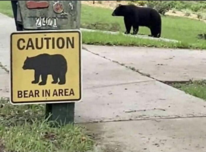 Cuidado, oso en la zona