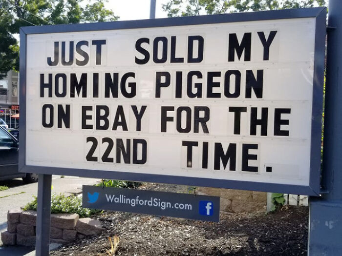 Acabo de vender mi paloma mensajera en Ebay por 22ª vez