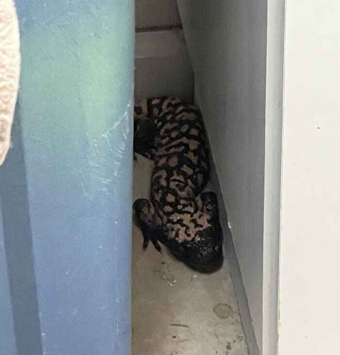 Does Not Belong Inside My Laundry Room