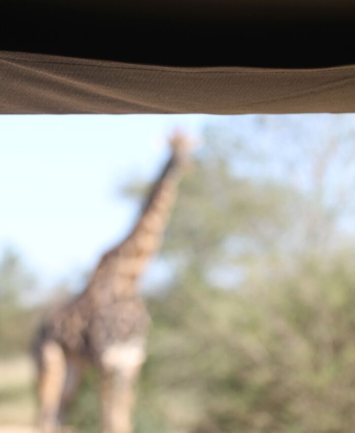 30 Hour Flight To Africa 3 Hour Drive $12,000 Out Of Focus Giraffe