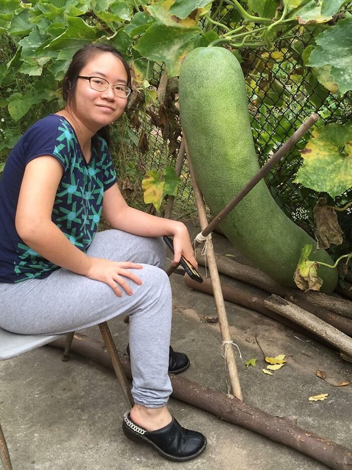 The Largest Winter Melon I've Ever Grown In My Life, And It's Still Growing