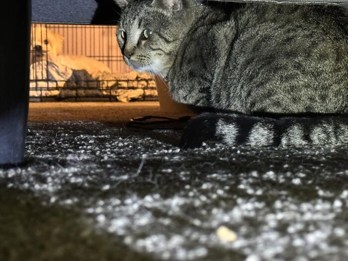 Under My Bed, In My House. Not My Cat