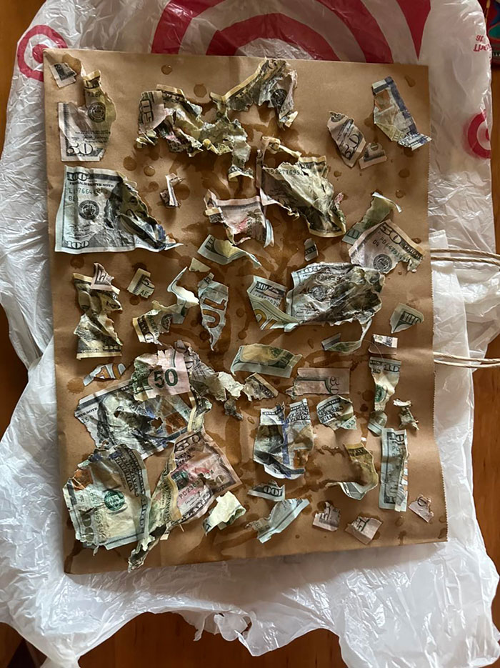 "I Almost Had A Heart Attack”: Goldendoodle Snatches Owners’ Envelope And Eats $4,000 In Cash
