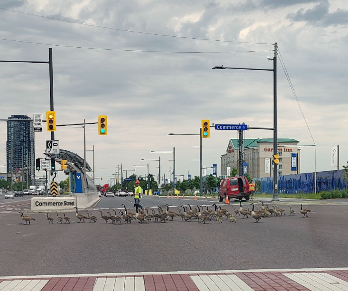 Huge Respect For This Guy (Working At A Construction Site) Who Helped A Huge Flock Of Geese Cross The Busy Street