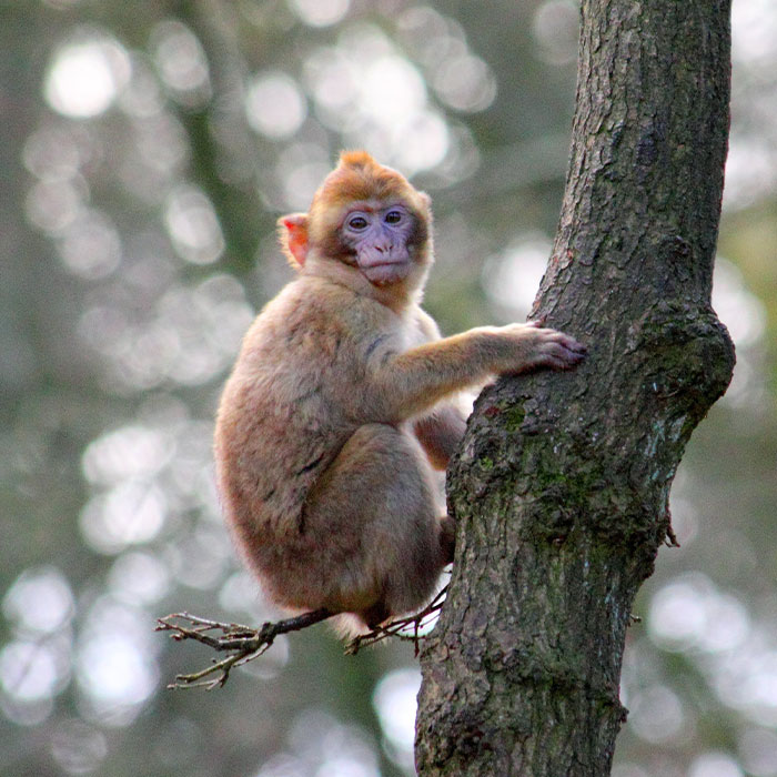 “What If One Gets Out?“: Residents Of Georgia Town Rally Against Farm To House 30,000 Monkeys