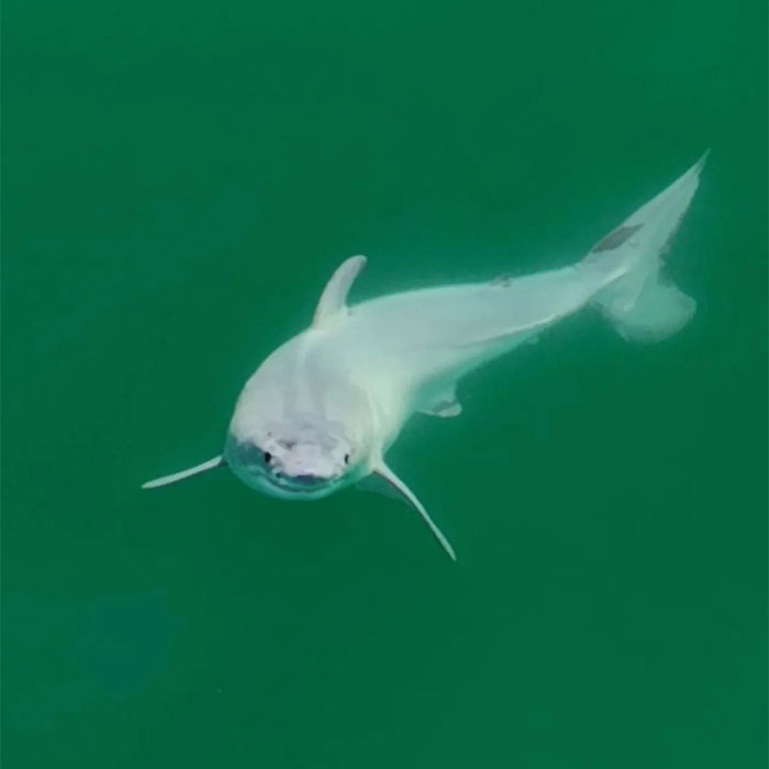 First-Ever Sighting Of A White Shark Pup