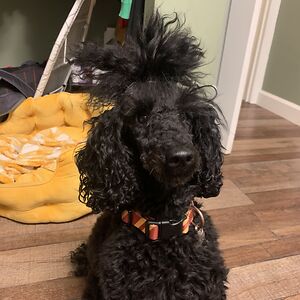 bellamayart_1 avatar